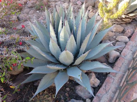 Flowering can take an agave yearssometimes decades, depending on the species. . Agave at 22